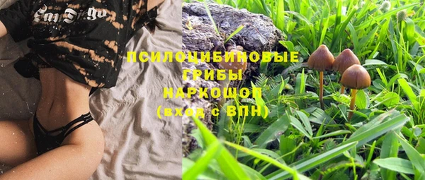 индика Богданович
